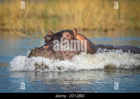 Hippo montrant des éclaboussures d'eau d'agression dans la rivière Chobe au Botswana Banque D'Images