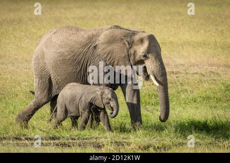 Femelle éléphant et son veau marchant dans l'herbe verte dedans Masai Mara au Kenya Banque D'Images