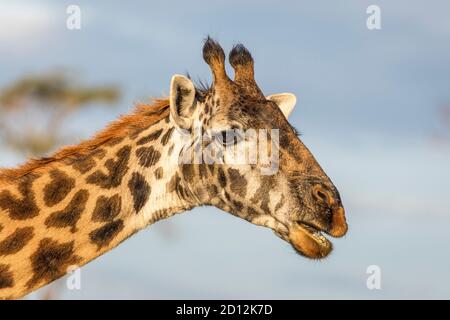 Portrait horizontal du visage d'une girafe femelle à Serengeti in Tanzanie Banque D'Images