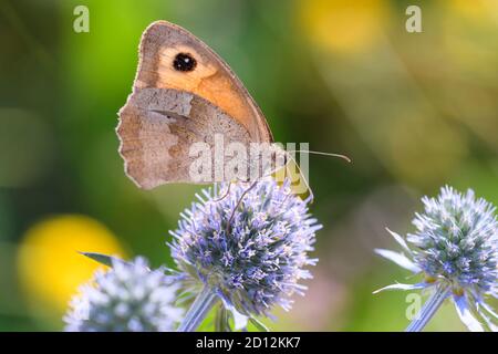 Meadow Brown Butterfly- Maniola jurtina suce le nectar avec son tronc De la fleur de l'eryngo bleu - Eryngium palmatum Banque D'Images