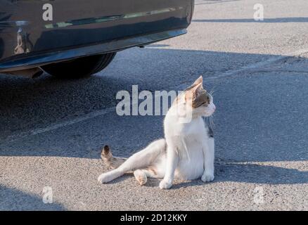 Un chat de motley de rue sans-abri se trouve près d'une voiture garée. Orientation horizontale, mise au point sélective. Banque D'Images