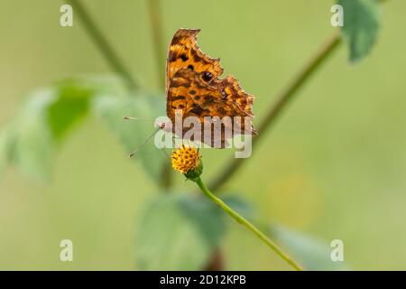 Virgule asiatique (Polygonia c-aureum), sucer Bidens pilosa var. Pilosa, ville d'Isehara, préfecture de Kanagawa, Japon Banque D'Images