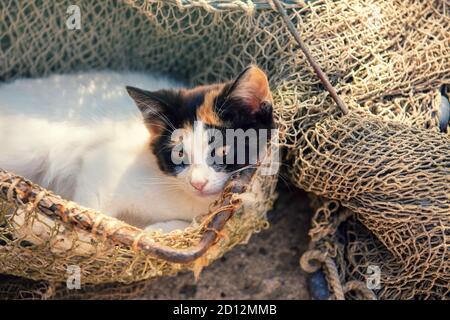 Drôle calico couleur chaton se trouve à l'extérieur dans un filet de pêche Banque D'Images