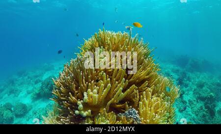 Scène sous-marine Coral Reef. Poissons de mer sous-marins. Récif tropical marin. Paysage marin coloré. Panglao, Bohol, Philippines.