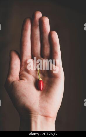 Labuyo / piment philippin pour les yeux d'oiseaux. Petit piment à la main Banque D'Images