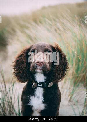 Sprocker Banque D'Images