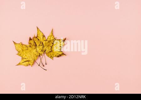 Bouquet d'automne de feuilles d'érable dorées sur fond rose. Concept tendance. Pose en flanelle dans un style minimaliste Banque D'Images