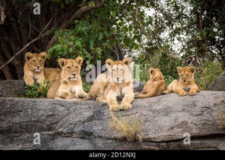 Les oursons de lion se trouvent sur des rochers qui ont l'air d'alerte dans Serengeti National Parc en Tanzanie Banque D'Images