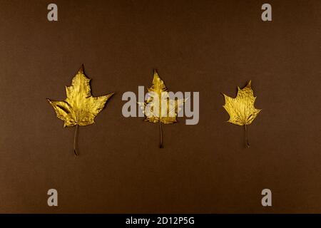 Trois feuilles d'érable dorées sur fond brun foncé. Concept tendance. Pose en flanelle dans un style minimaliste Banque D'Images