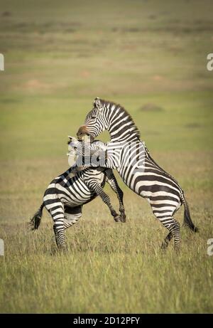 Portrait vertical de deux zèbres se battant et se piquant À Masai Mara au Kenya Banque D'Images