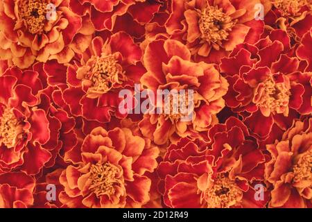 fond de fleurs marigold orange et rouge foncé Banque D'Images