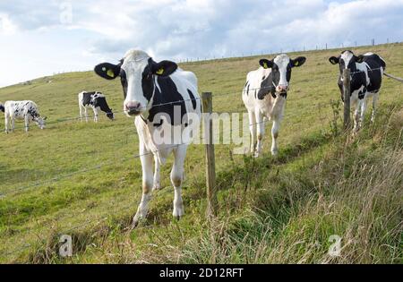 Holstein veaux de bétail fronésiens paître sur la prairie de craie à Heddington, Wiltshire, Angleterre, Royaume-Uni Banque D'Images