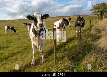 Holstein veaux de bétail fronésiens paître sur la prairie de craie à Heddington, Wiltshire, Angleterre, Royaume-Uni Banque D'Images