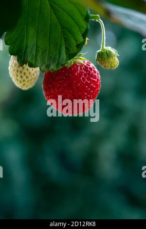 fraise suspendue - une fraise rouge mûre cultivée au-dessus du sol - sur un arrière-plan flou - gros plan Banque D'Images