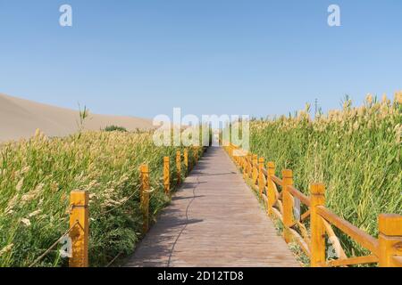 Chemin en bois à travers les roseaux verts autour du désert. Photo à Dunhuang, Chine. Banque D'Images