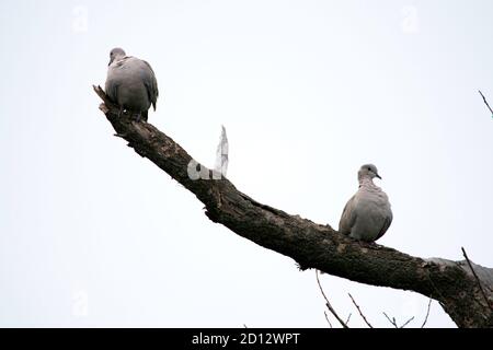 deux colombes de tortue s'assoient sur les branches d'un sec arbre Banque D'Images