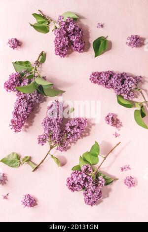 Branches en fleurs lilas pourpre Printemps rose sur fond pastel. Maison de vacances de mariage ou de carte de vœux. Copier l'espace. Floral background. Image tonique Banque D'Images