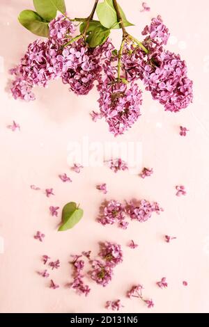 Branches en fleurs lilas pourpre Printemps rose sur fond pastel. Maison de vacances de mariage ou de carte de vœux. Copier l'espace. Floral background. Image tonique Banque D'Images