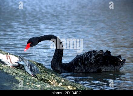 A Black Swan (Cygnus atratus), Wildlife and Wetlands Center, Slimbridge, Gloucestershire, Angleterre, Royaume-Uni Banque D'Images