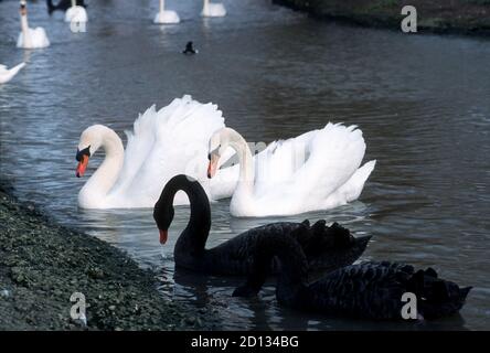 Mute Swans and Black Swans, Wildlife and Wetlands Center, Slimbridge, Gloucestershire, Angleterre, Royaume-Uni Banque D'Images