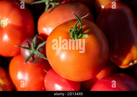 Récolte. Gros plan de cultivé en serre différentes variétés de tomates. Banque D'Images