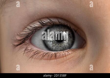 œil d'un enfant aux yeux gris gros plan. photo macro d'un œil Banque D'Images