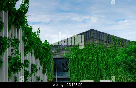 Plante grimpant sur le mur de la maison. Bâtiment recouvert de verdlivy. Mur ECO. De nombreuses feuilles de plantes grimpantes sur le mur réduisent la poussière dans l'air et la température. Banque D'Images