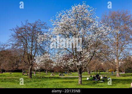 Londres, Royaume-Uni, 1er avril 2012 : Regents Park avec une fleur de cerisier blanc de prunus en pleine fleur avec un ciel de printemps bleu qui est un p populaire Banque D'Images