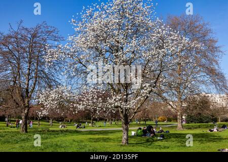 Londres, Royaume-Uni, 1er avril 2012 : Regents Park avec une fleur de cerisier blanc de prunus en pleine fleur avec un ciel de printemps bleu qui est un p populaire Banque D'Images