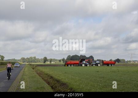 HOGE HEXEL, PAYS-BAS - 30 août 2020 : les agriculteurs récoltent des pommes de terre dans la campagne hollandaise avec un vélo et une voiture passant le long d'une route de campagne et d'un dramat Banque D'Images