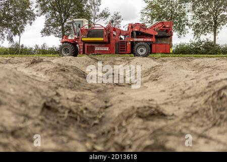 HOGE HEXEL, PAYS-BAS - 30 août 2020 : récolte de pommes de terre à angle bas avec le sol et les machines lourdes dans les terres agricoles prêtes à récolter la récolte. Agriculture au Banque D'Images