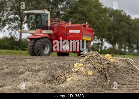 HOGE HEXEL, PAYS-BAS - 30 août 2020 : pommes de terre en champ avec des machines lourdes, récolte de pommes de terre dans des terres agricoles prêtes à recueillir la récolte. Agricultural Banque D'Images