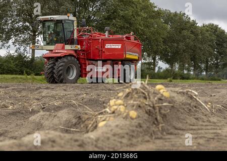 HOGE HEXEL, PAYS-BAS - 30 août 2020 : pommes de terre devant la machine de récolte de pommes de terre dans les terres agricoles prêtes à récolter la récolte. Agriculture saison d'automne Banque D'Images