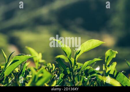 Feuilles de thé vert de près sur les plantations de thé à Munnar, Inde Banque D'Images