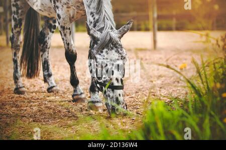 Un beau cheval domestique à pois avec un halter sur son museau graud dans un enclos sur une ferme à côté de l'herbe luxuriante, illuminé par la lumière du soleil chaude sur une somme Banque D'Images