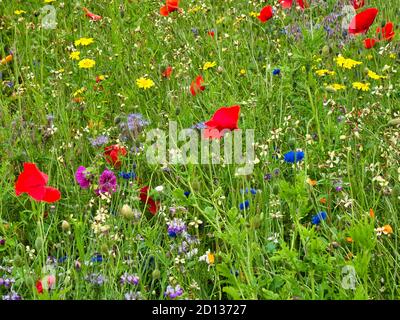 Une collection colorée de fleurs sauvages Banque D'Images