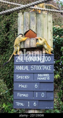 Deux singes écureuils engueux lors du bilan annuel du zoo de Londres ZSL, Londres, Royaume-Uni Banque D'Images