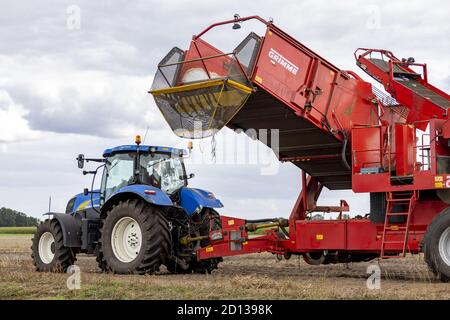 HOGE HEXEL, PAYS-BAS - 30 août 2020 : machine à grabber de pommes de terre lourdes rouges dans les terres agricoles prêtes à récolter la récolte. Agriculture concept de la saison d'automne Banque D'Images