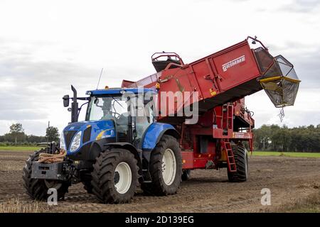 HOGE HEXEL, PAYS-BAS - 30 août 2020: Grosse machine à mouler les pommes de terre dans les terres agricoles prêtes à récolter la récolte. Agriculture concept de la saison d'automne. Banque D'Images