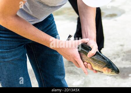 les pêcheurs examinent les truites arc-en-ciel capturées par elles sur le côte Banque D'Images