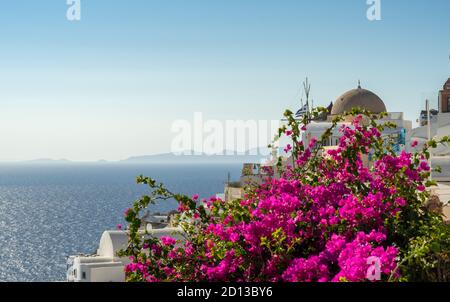 Bougainvillea aux couleurs vives avec des bâtiments traditionnels blancs et une église typique en forme de dôme à Oia, Santorin, Grèce Banque D'Images