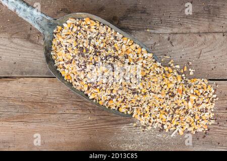 mélange de grains pour l'alimentation de poulet à vendre dans le fourrage Banque D'Images