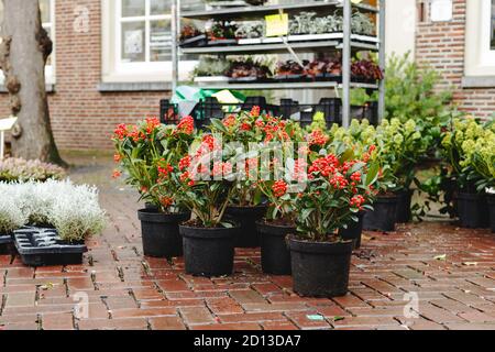 Red Skimmia Japonica Rubella usine. Pots avec fleur Skimmia dans le marché de jardin, serre, centre de jardin pour la vente de plantes. Fleur de Skimmia pour paysagiste Banque D'Images