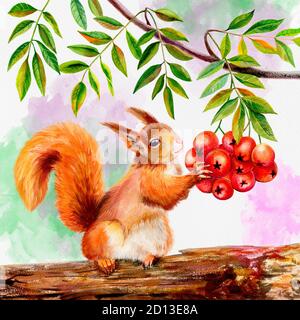 Un écureuil moelleux d'orange est posé sur un arbre et contient des baies de rowan. Illustration aquarelle. Fond blanc avec taches d'aquarelle, congé d'automne vert Banque D'Images