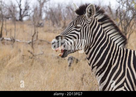 Portrait de la tête de Zebra de près avec la bouche ouverte montrant les dents pourries avec le fond bokeh dans le parc national Kruger, Afrique du Sud Banque D'Images