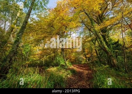 Un chemin couvert de feuilles à travers le bois Buckholt en automne dans les Cotswolds, Gloucestershire, Angleterre Banque D'Images