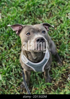 Vue de dessus de la race bleue du Staffordshire Bull Terrier portant le harnais pour chiens. Un animal domestique s'assoit sur l'herbe dans le champ. Banque D'Images