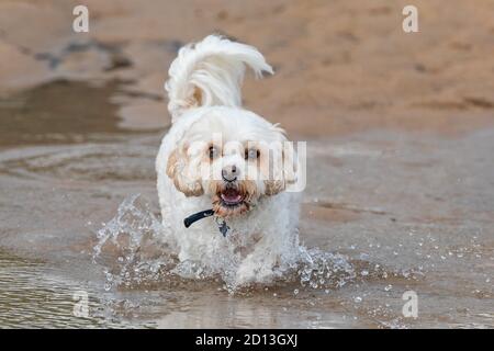 Cavachon sur la plage Banque D'Images