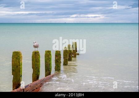 Jeune mouette perchée au sommet d'une vieille groyne sur la plage de Worthing, West Sussex, Royaume-Uni. Banque D'Images