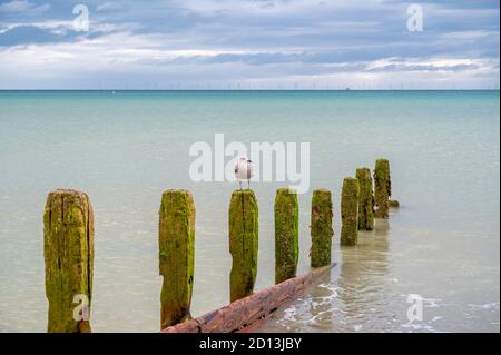 Jeune mouette perchée au sommet d'une vieille groyne sur la plage de Worthing, West Sussex, Royaume-Uni. Banque D'Images